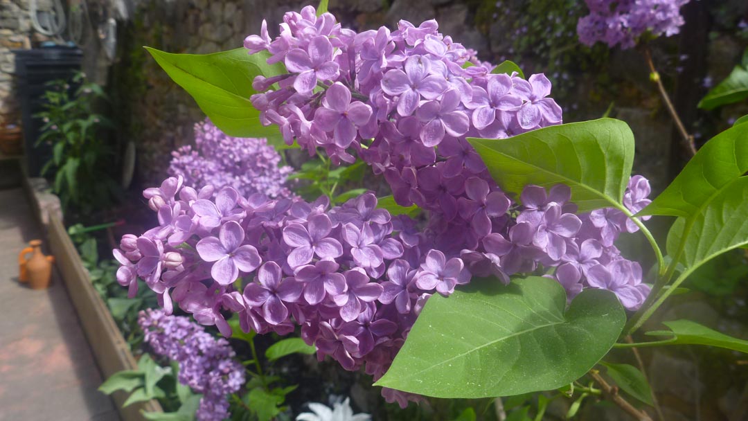 Jasmin Schwartz lilas