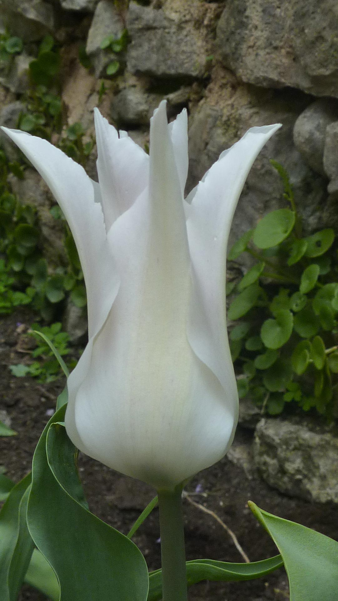 Jasmin Schwartz tulipe